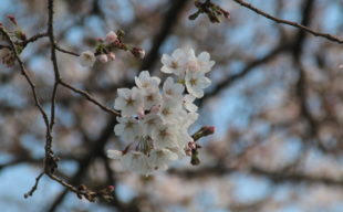 【イベント後記】BAR Zolddichのお花見の様子を写真を交えてご紹介～ご参加いただき誠にありがとうございました！